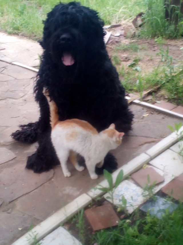 Собакочетверг же, ау!