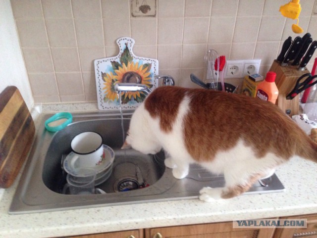 Котовторник 26.01.2016