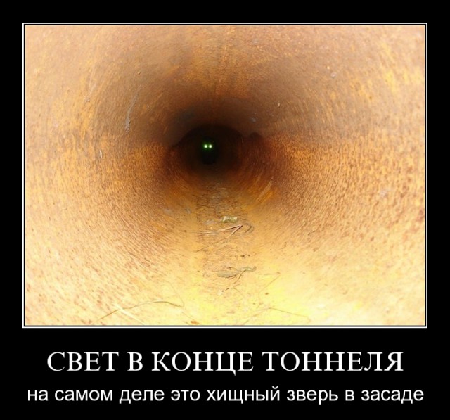 Коты в засаде