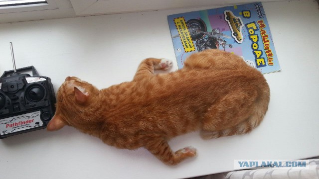 Кот с очень необычной способностью.