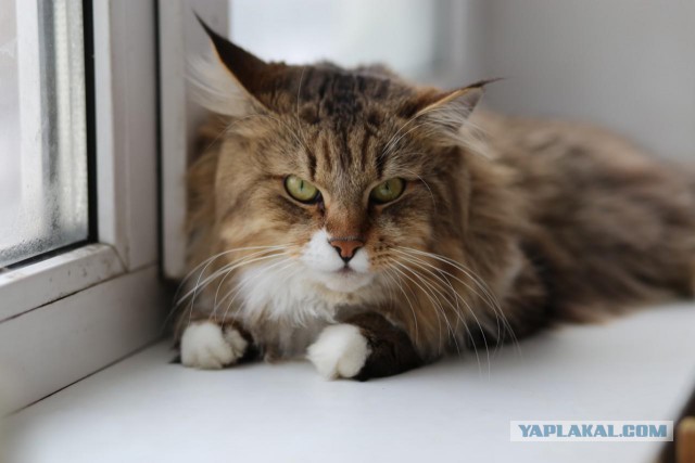 Котовторник 12.04