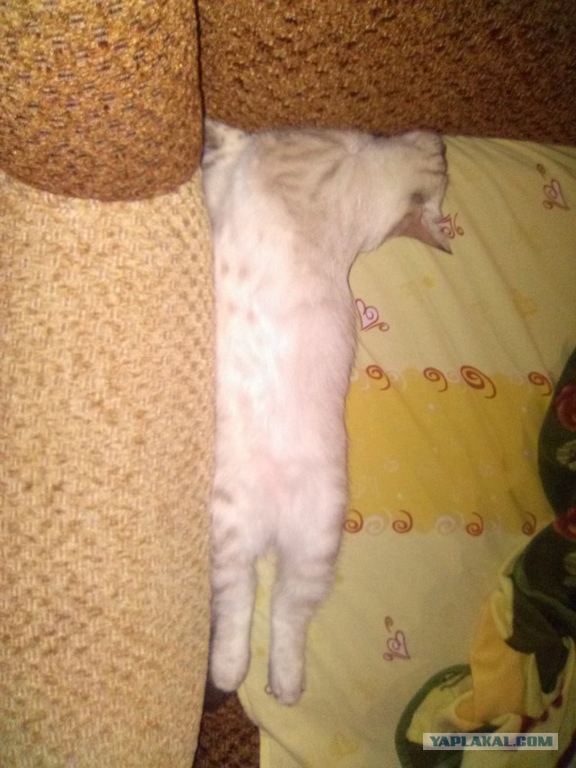 Котовторник 30.08.2016