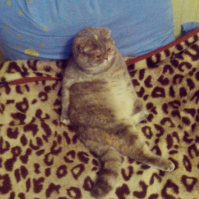 Котовторник 13.09.2016