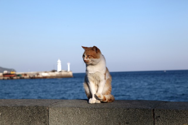 Морские котики