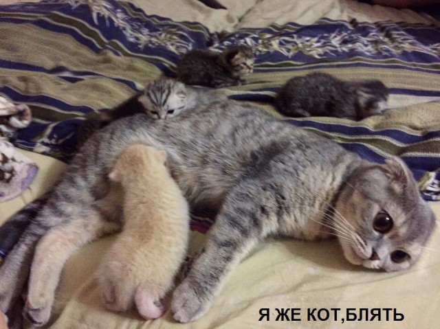 Порция картинок из сети