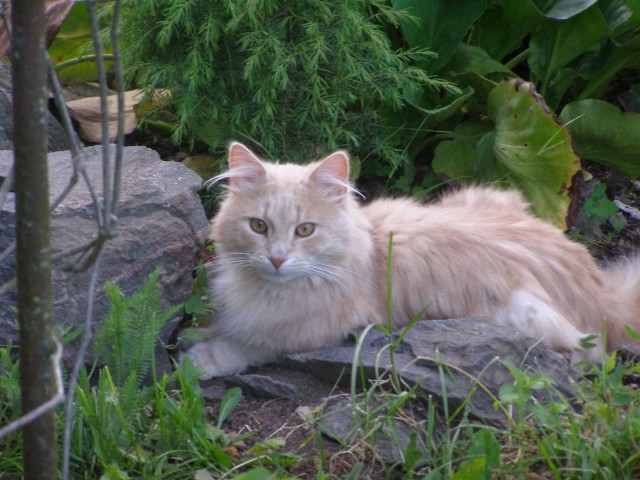 Коты из сети