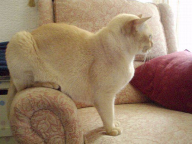 Коты из сети