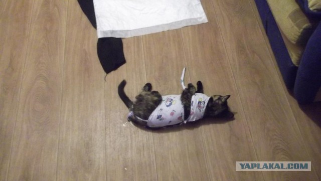 Что делать с котом