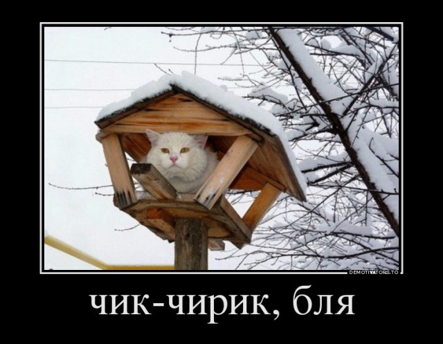 Кот-экстремал ворует сало из кормушки для синичек