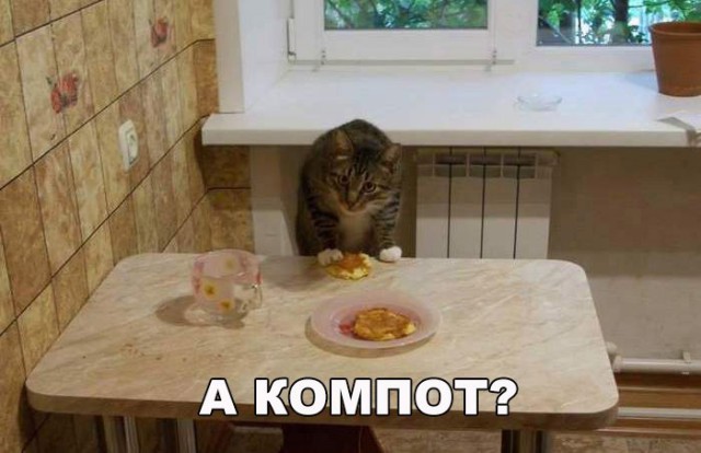Кошкин день