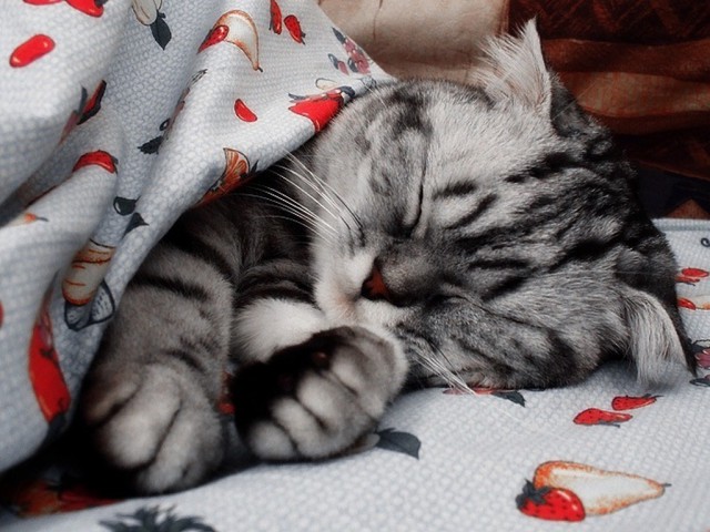 Коты и Кошки