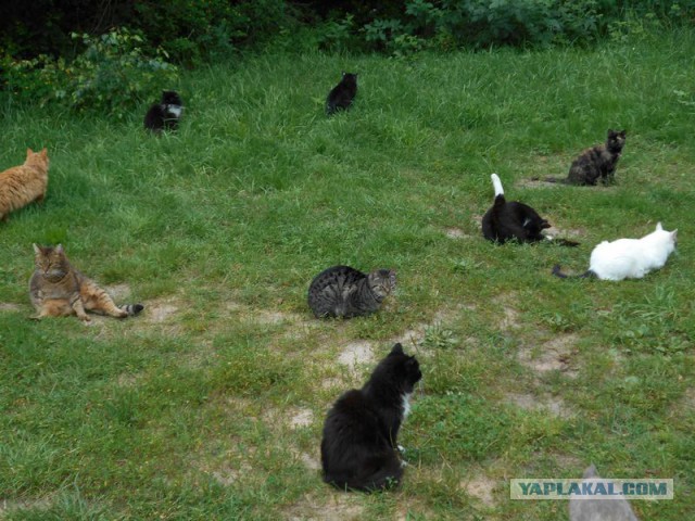 Жизнь домашнего приюта для котеек 175