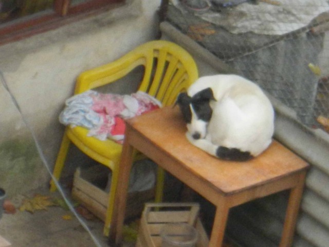 Карьера беженца, который смог.