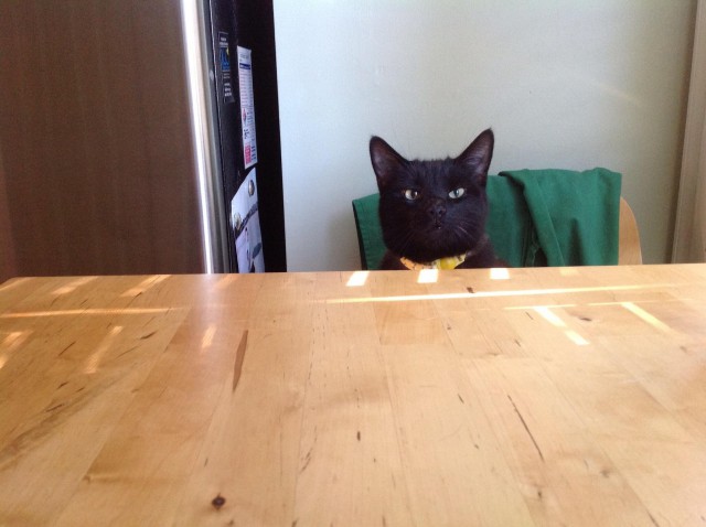 Коты и Кошки