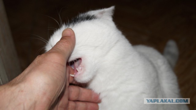 Котофото, сделанные в нужный момент