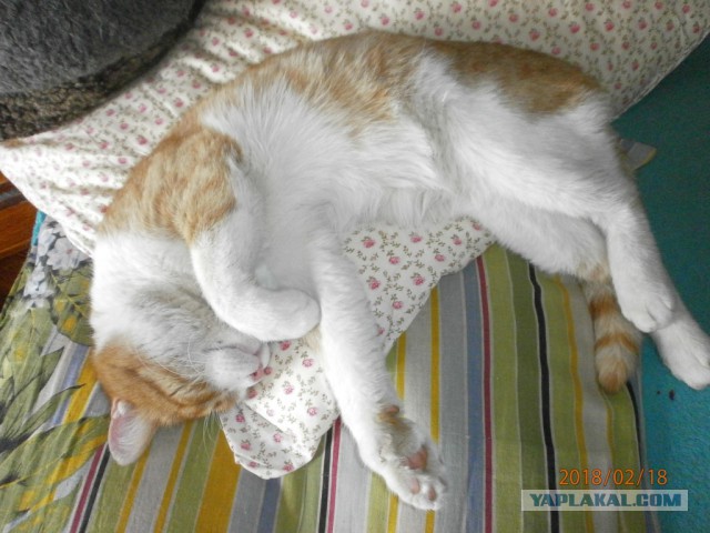 Котовторник 20.02.18