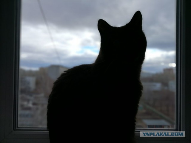 Котовторник 24.04.2018