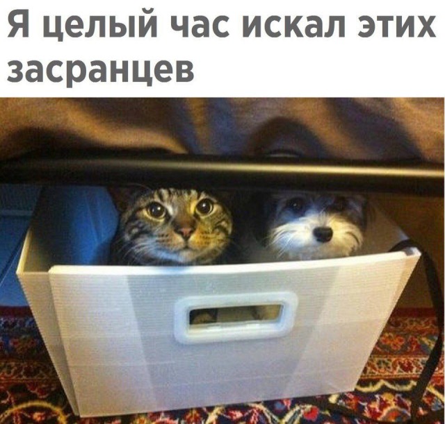 Живность из сети