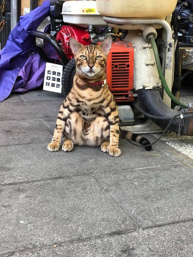 Прикольных котов пост
