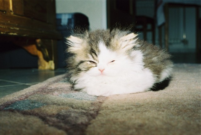 кошаки
