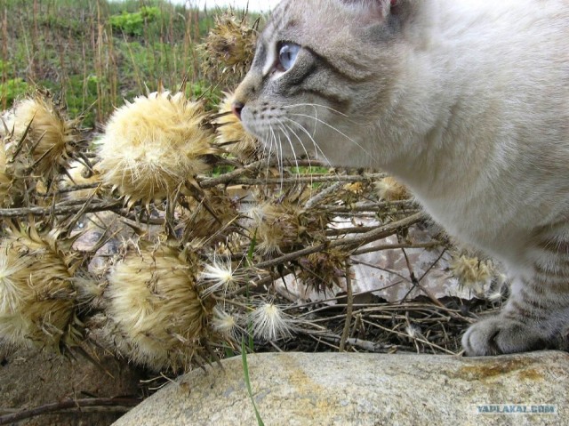 Котовторник в ЯПонии (58 фот)