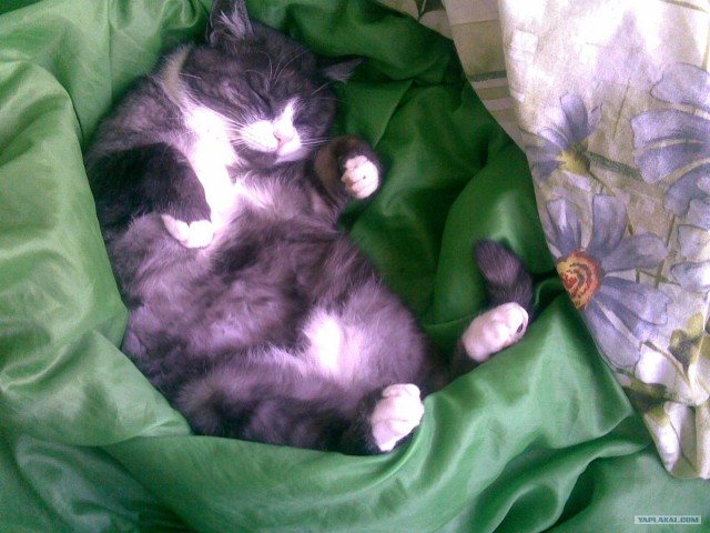 Котовторник!