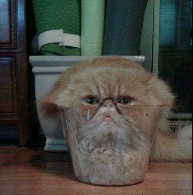 Немного милоты