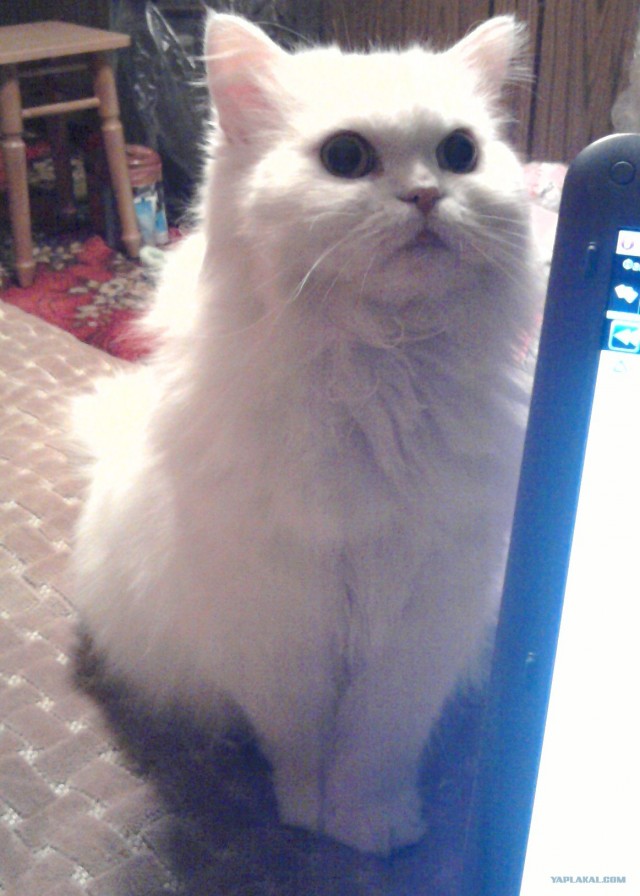 КОТовторник 13.04.2010г.