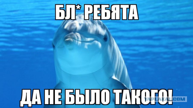"Начал заталкивать на дно". Ирена Понарошку рассказала о секс-атаке дельфина