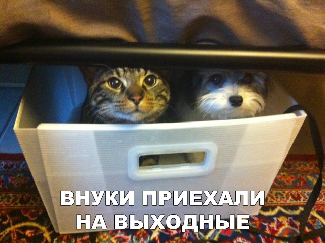 Нестандартный юмор