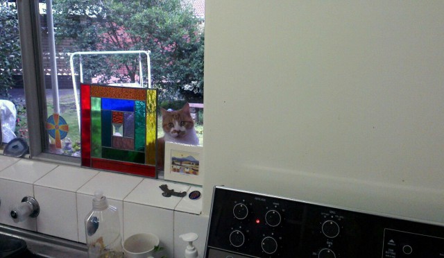 Прикольных котов пост