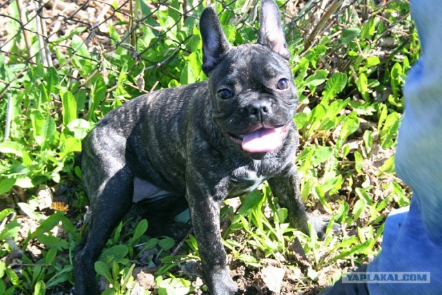 Французские бульдоги
