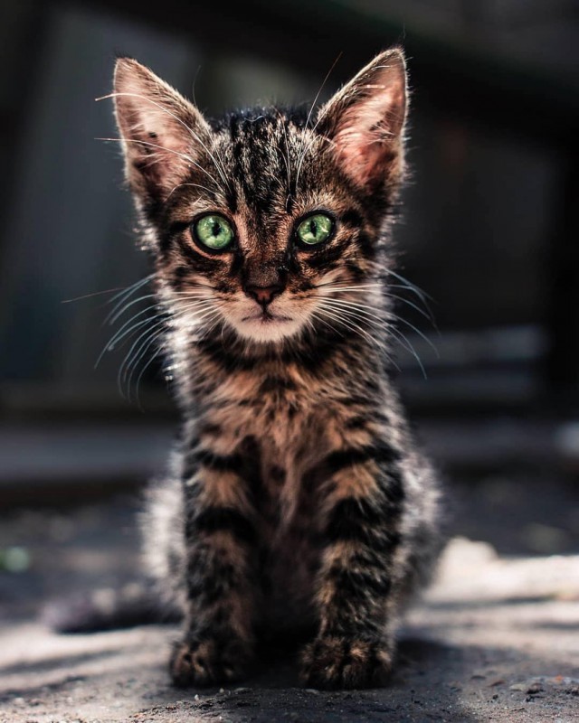 Прикольных котов пост