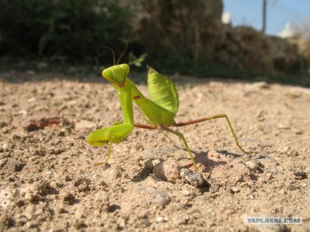 Посмотрите ка кого к нам принесло