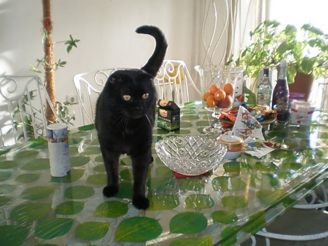 Котовторник (10.01.2012)