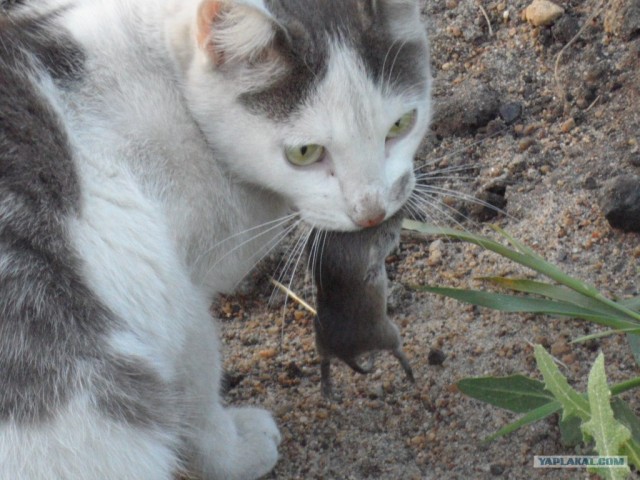 Котовторник 1 мая 2012
