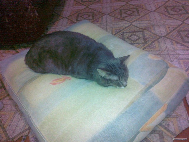 Котовторник 22.05.2012