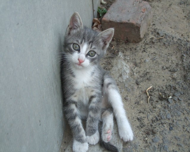 Котовторник   5.06.2012