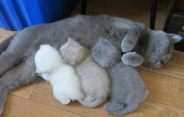 Немного милоты
