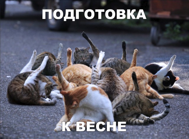 Забавные фото котеек