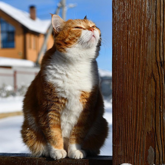 Милые животные. Мимиметр сломался