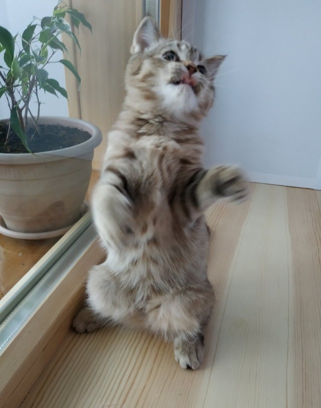 Забавные картинки с котами из сети