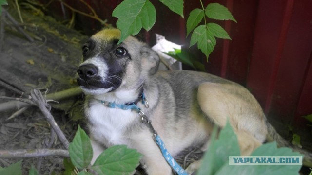 К собакочетвергу