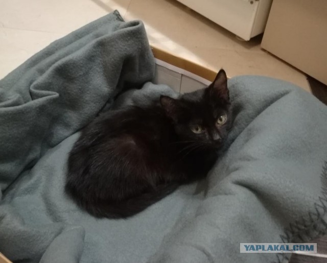 Котики и собаки до и после того, как их забрали из приюта