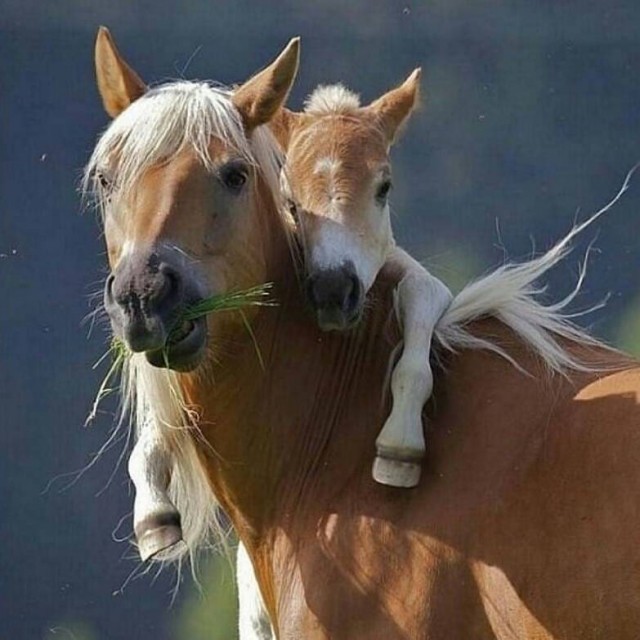 Эти забавные животные