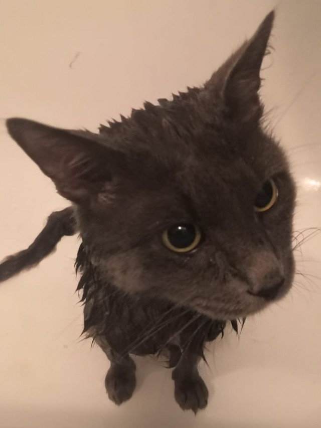 Смешные коты 18.08.20