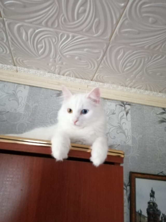 Подборка забавной живности