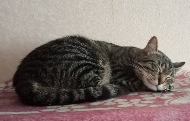 Котовторник. Поговорим о кличках, друзья