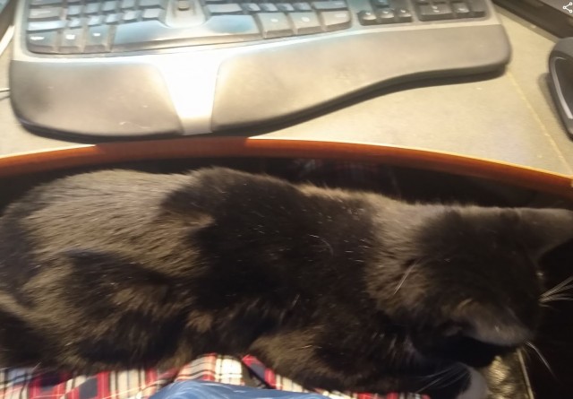 Коты в США - 4