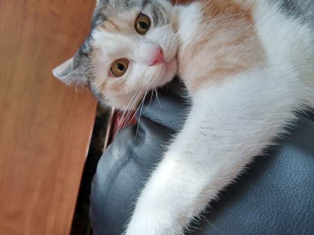 Котовторник 05.10.21 г